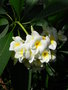 vignette Plumeria obtusa 'Singapore White'