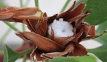 vignette protea cynaroides sa fleur non ouverte