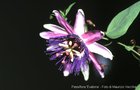 vignette Passiflora 'Evatoria'