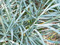 vignette Elymus arenarius