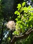 vignette Cotinus coggygria