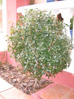 vignette Phillyréa latifolia spinosa