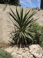 vignette yucca Gloriosa ou recurvifolia, sept 07