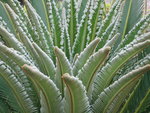 vignette Cycas revoluta - nouvelles feuilles 2