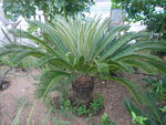 vignette Cycas revoluta - nouvelles feuilles 4