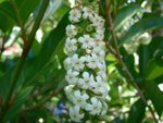 vignette Phytolacca dioica