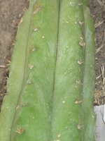 vignette Trichocereus pachanoi syn. Echinopsis pachanoi