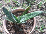 vignette gasteria