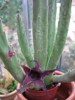 vignette Stapelia leendertziae