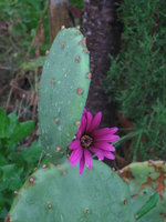 vignette opuntia  fleur de dimorphoteca...