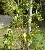 vignette Citrus aurantifolia x Fortunella sp. / Limequat lakeland