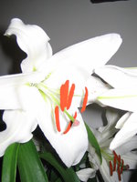 vignette Lys royal blanc fleur