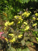 vignette Lysimachia ciliata 'Fire cracker'