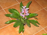 vignette Aechmea 'Blue Rain'