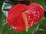 vignette Anthurium andreanum