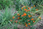 vignette Beschorneria yuccoides et Lantana camara