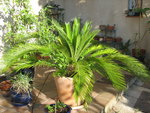 vignette Cycas revoluta