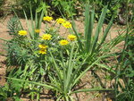 vignette Beschorneria yuccoides et Gazania