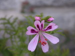 vignette Pelargonium denticulatum 'Ficilifolium' fleur