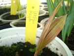 vignette Welfia regia -jeune plant