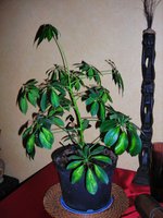 vignette Schefflera arboricola variegata