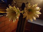 vignette cactus en fleur, la nuit  sur ma terrasse en espagne