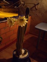 vignette cereus peruvianus en fleur la nuit en espagne