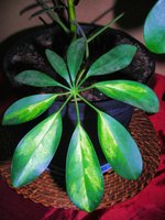 vignette Schefflera arboricola variegata