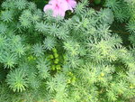 vignette Euphorbia Cyparissias