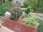 vignette Mini collection de cactus