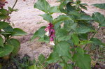 vignette leycesteria formosa purple rain