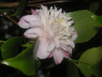 vignette Camellia maliflora (petite fleur ici en juillet)