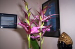vignette orchide cambria
