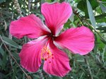 vignette Hibiscus rosa-sinensis : gros plan