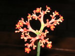 vignette Jatropha podagrica fleurs