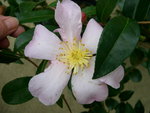 vignette Camellia 'Maiden's Blush', sasanqua