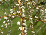 vignette Dracaena australis fruits