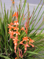 vignette Watsonia