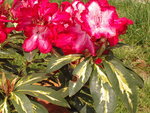 vignette rhododendron 