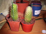 vignette Cactus Mammillaria backebergiana après rempotage