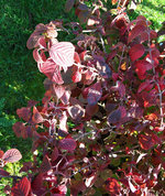 vignette Viburnum Tomentosum (feuillage d' automne)