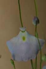 vignette Utricularia livida