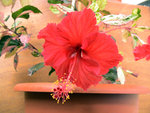vignette Hibiscus rosa-sinensis 'Cooperi'