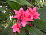 vignette Plumeria rubra