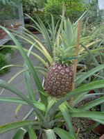 vignette Ananas 