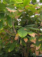 vignette Sterculia acuminata (kolatier)