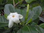 vignette Gardenia tahitensis