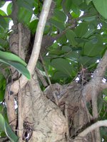 vignette Ficus retusa nitida