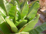 vignette ensete ventricosum fructification