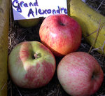 vignette Pomme 'Grand Alexandre'
